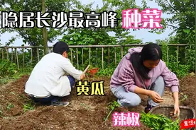 隐居长沙最高峰，菜园里种满黄瓜辣椒，这种田园生活你可喜欢视频封面