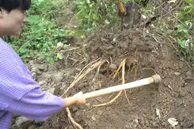 原来桑树根还有这作用，农村媳妇这道桑树根炖鸡，产妇吃了特别好视频封面