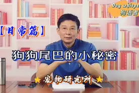 教你狗界超强“读心术”解读狗狗尾巴的5个小秘密视频封面