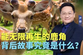 能无限再生的鹿角，背后故事究竟是什么？视频封面