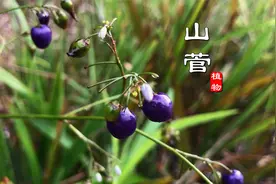 路边常见的“山菅”有大毒，别名老鼠砒，民间常用来做老鼠药视频封面