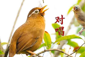 5分钟画眉鸟叫声，公母对唱，清晰嘹亮！视频封面