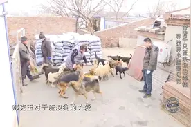 郝克玉爱狗十年不悔，她的善良，让千只流浪狗有了归宿|好久不见视频封面