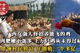 女强人奇招养鸡，鸡肥肉嫩下蛋多，带领千人致富创收1亿，纪录片视频封面