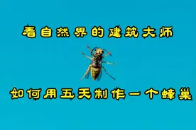 看自然界的建筑大师，马蜂，如何用五天建造一个蜂窝视频封面