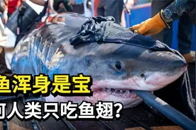 鲨鱼浑身是宝，为何人类只吃鱼翅，却不吃鲨鱼肉呢？视频封面