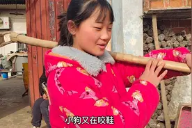 爸爸辣椒吃多上火，姐妹俩去地里挖去火茶，爸爸喝着心里暖暖的视频封面