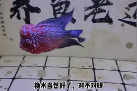 给观赏鱼下某些消炎药，一定需要及时换水吗？那也未必视频封面
