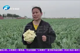 平顶山叶县：几千斤花菜大丰收，镇政府帮销售，菜农销路不用愁视频封面