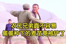农民兄弟不容易，偷偷种出的麦苗竟被铲了，老农民为什么这么难呢视频封面