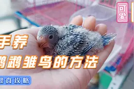 手养鹦鹉雏鸟的方法（喂食）视频封面
