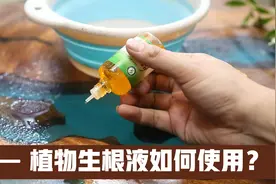 养花如何快速生根？园艺师教你，植物生根液如何正确使用视频封面