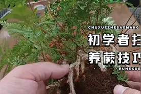 如何才能养好蕨类盆栽，这几点做到让叶片油亮翠绿，枝繁叶茂视频封面