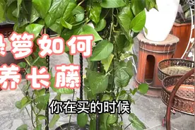 绿箩如何养长藤？原来这么简单？只要你视频封面