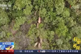 云南新平山高林密，野象短时“失联”，多部门联动搜寻|24小时视频封面