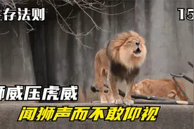 狮威震虎：拉虎吞貔裂犀分象，猛虎见之蜷伏于地，皆不敢仰视其目视频封面