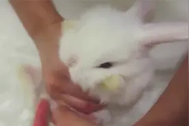 为什么说兔子不能洗澡？知道真相的我们，既好笑又心疼！视频封面