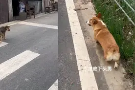 狗子路过前男友家，生怕撞见沿着路边边走，前男友反应让人笑疯视频封面