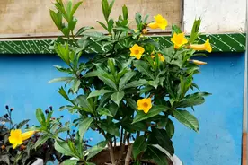 此花名“黄蝉”，只要见点光，给点肥，四季都能开满黄色小喇叭视频封面