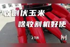 收倒扶玉米啥收割机好使？浩河新购收割机，效果咋样