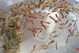 母孔雀鱼会吃自己刚生的小鱼吗？余月这样隔离，又收获一窝深海蓝视频封面