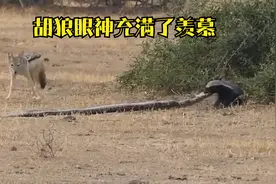 生死看淡，不服就干！平头哥啊，还有什么动物是你不敢盘的吗？视频封面
