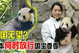 四次推迟归还国宝，我国为何要把熊猫租给日本，难道想占为己有？视频封面