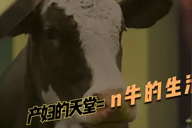 这部韩剧太真实了，按摩瑜伽齐上阵，就为了成为称职的“奶牛”视频封面
