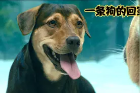 一条流浪狗为了找主人，竟然用两年时间跑了600公里！视频封面