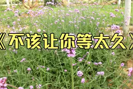 雷婷《不该让你等太久》伤感情歌，感人至深，经历人才能懂视频封面