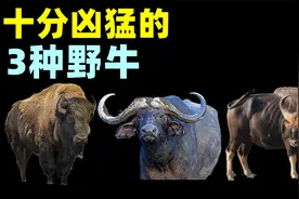 十分凶猛的3种野牛，老虎和狮子都不敢轻易招惹它！