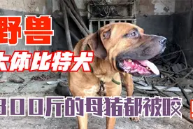 美国大体比特犬，800多斤的母猪都被咬，主人无奈“大铁链”伺候视频封面