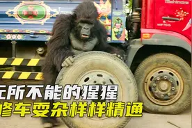富豪扮成大猩猩逃跑，路上差点被人拐卖，喜剧《你好，查理》视频封面