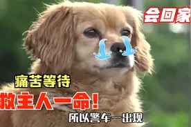 狗狗救了主人一命，之后被警车拉走，88岁的奶奶会回家吗？视频封面