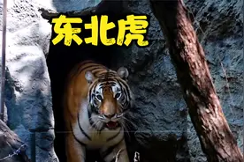 东北虎妈妈产下五只幼崽，，既当妈又当爹独自带大五个孩子视频封面