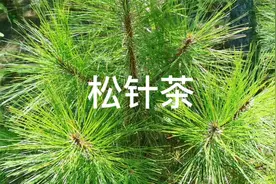 松针做的茶你喝过吗？用处太着呢，早晚喝一杯，对身体好处多多！视频封面