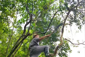 寄生在树上的植物，农村人都叫它寄生茶你见过吗？老人说它治风湿视频封面
