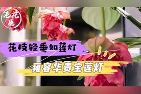 花枝轻垂如莲灯，雍容华贵宝莲灯，宝莲灯养护教学！视频封面