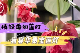 花枝轻垂如莲灯，雍容华贵宝莲灯，宝莲灯养护教学！视频封面