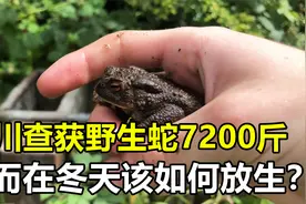 四川查获野生蛇7200斤，冬天导致无法放生，最后该如何处理呢？视频封面