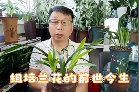 兰花的组培品种与原生品种的区别？视频封面