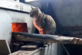 农村冬天的习俗“猫冬”，原来和猫怕冷有关！视频封面