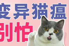 变异猫瘟别怕！猫瘟症状、预防、注意事项以及疫苗知识视频封面
