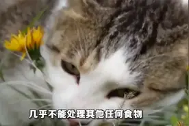 狮子明明是猫科动物，为什么行为方式更像犬科？视频封面