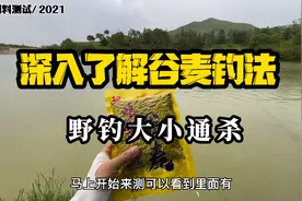 野钓大小通杀？深度了解谷麦钓法，非常谷麦钓鱼饵料测试！视频封面