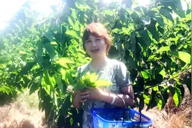 蚕宝宝吃的桑叶，人竟然也可以吃！该怎么吃？吃了会怎么样？视频封面