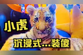 小老虎太懒了！一听主人说散步，立马“沉浸式装傻”视频封面