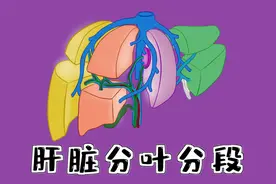 医学动画| 肝脏分叶和分段，再也不会忘记了视频封面