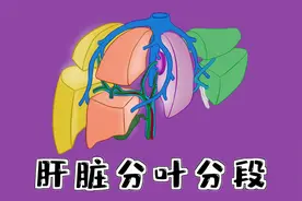 医学动画| 肝脏分叶和分段，再也不会忘记了视频封面