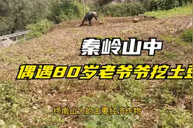 秦岭山中偶遇80岁老爷爷挖土豆，帮老爷爷挖土豆 #西安头条视频封面